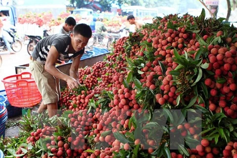 Les fruits frais en tête des exportations vietnamiennes vers le marché chinois