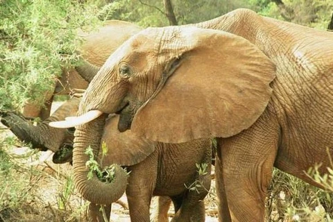 Des efforts conjoints ont été demandés pour protéger les derniers éléphants sauvages au Vietnam