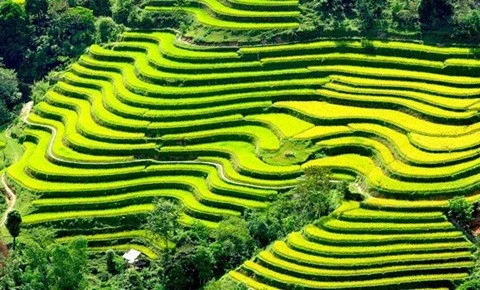 Les rizières en terrasses de Mu Cang Chai à l’honneur 