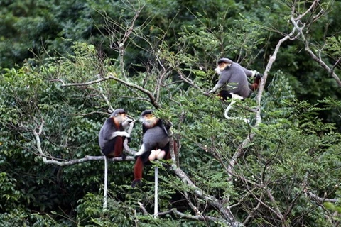 Un primate rare remis au Parc national de Cuc Phuong