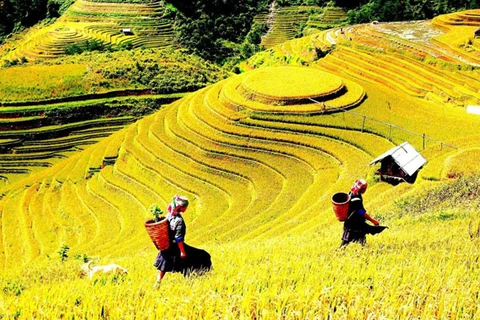 Semaine touristique des rizières en terrasses de Mu Cang Chai