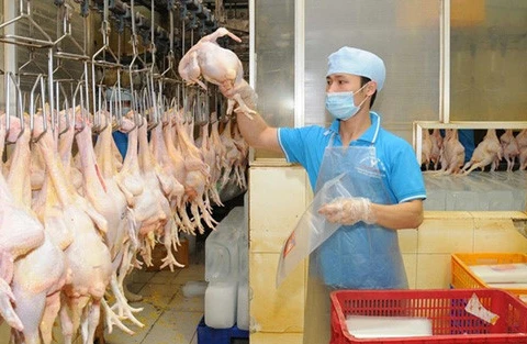 Le poulet vietnamien exporté au Japon