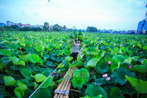 Hanoï : le thé au lotus fait son apparition dans les circuits touristiques au lac de l’Ouest
