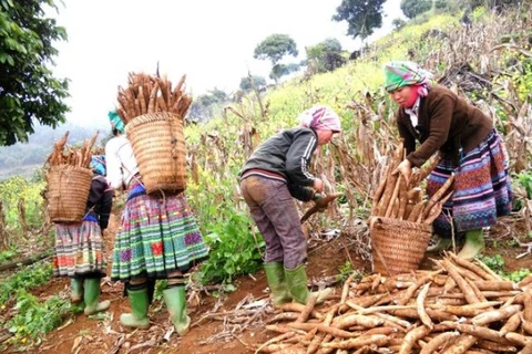 Plus de 80% du volume de manioc du Vietnam exporté en Chine