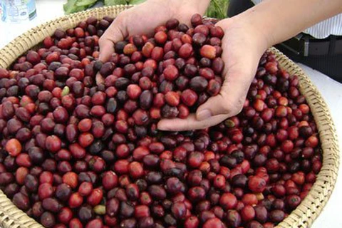 Les exportations nationales de café bénéficient des cours élevés