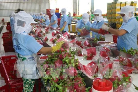 Les pitayas vietnamiens conquièrent le marché australien