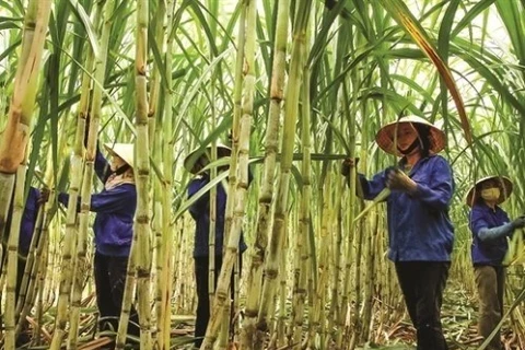 Le sucre du Vietnam exporté vers 28 pays