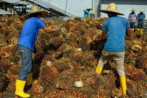 La Malaisie et l’Indonésie s’inquiètent de la discrimination de l'UE à l'égard de l'huile de palme