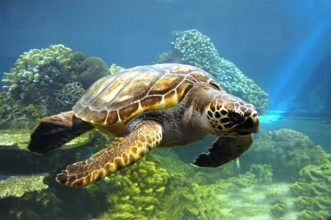 Lancement d'un plan de sensibilisation sur les tortues marines