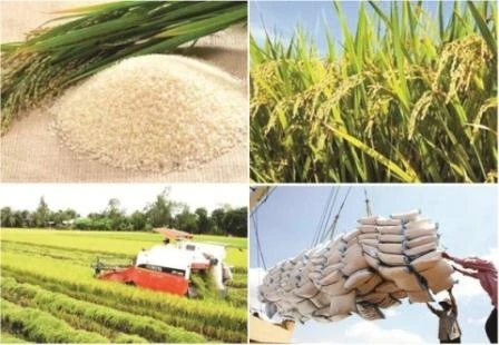 2017: une bonne année pour les exportations nationales de riz