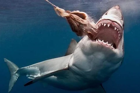 L’ambassade du Vietnam au Chili informe du séchage des nageoires de requin 