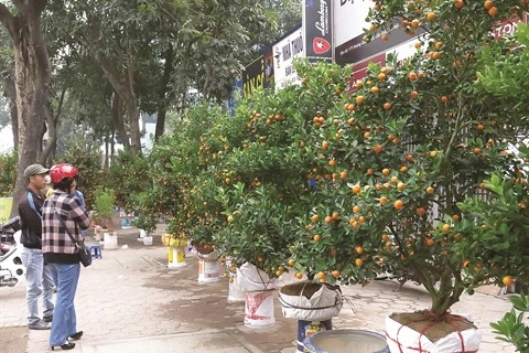 Escapade sur les marchés aux fleurs du Têt à Hanoï