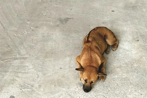 Le chien de Phu Quôc, une fierté du Vietnam