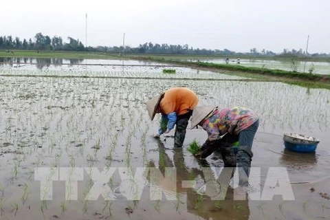 Les variétés de riz vietnamiennes représentent 59% de la superficie rizicole du pays 