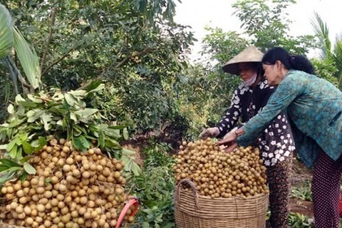 Les longanes frais vietnamiens pourraient être expédiés en Australie à partir de 2019