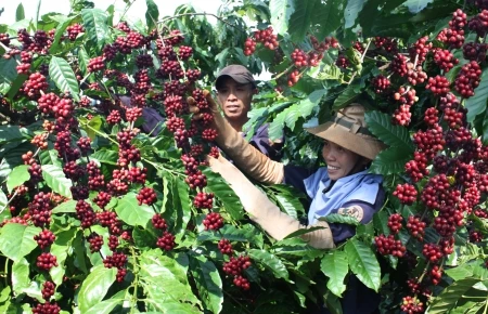 Vers un développement durable de la filière café 