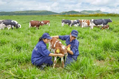 Vinamilk construira quatre fermes laitières de haute technologie à Thanh Hoa