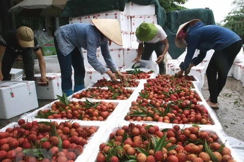 Le Vietnam vise les 10 milliards d’USD d’exportations de fruits et légumes sous peu
