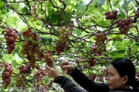 Les vignobles de Ninh Thuan attirent les touristes
