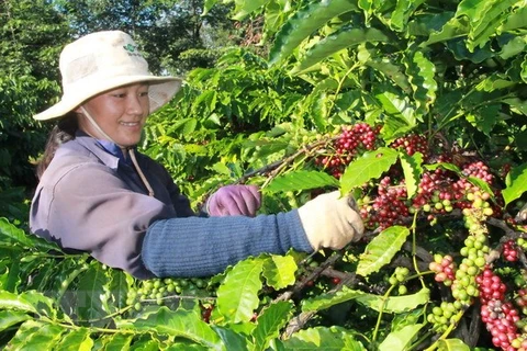 Les exportations de café rapportent 1,3 milliard de dollars en quatre mois