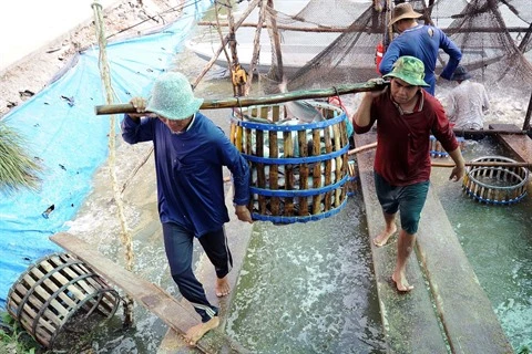 Des conditions favorables pour développer l’élevage aquatique à Kiên Tuong