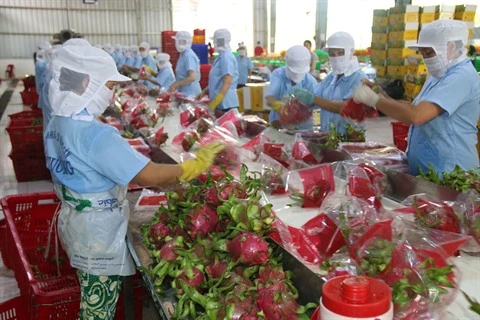 Exportations de fruits et légumes du Vietnam en croissance impressionnante