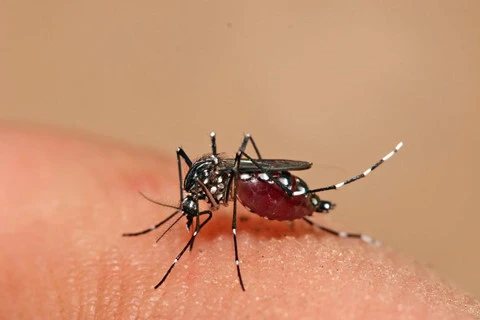 La Thaïlande fait face au risque d'épidémie de dengue au Nord-Est