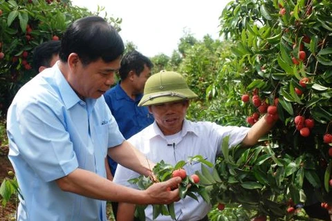 Bac Giang : renforcer les mesures pour la consommation de litchi