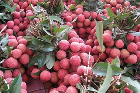 Accélérer l’exportation des fruits vietnamiens vers le marché chinois