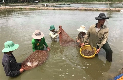 Expansion de la crevetticulture bio dans le delta du Mékong