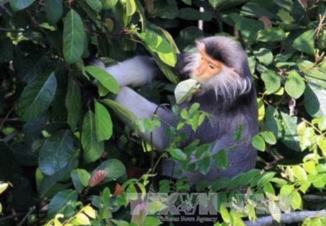 Projet de préservation des primates rares à Thanh Hoa