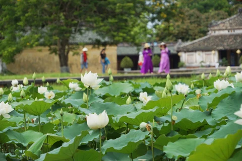 Une variété précieuse de lotus blancs se développe à Dai Noi-Huê