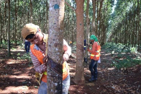 Le Cambodge exporte plus de 100.500 tonnes de latex en 7 mois