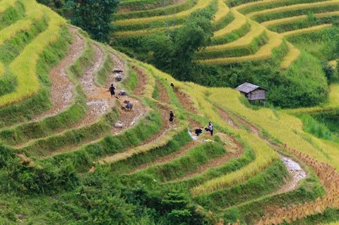 Hoàng Su Phi à la saison de récolte du riz