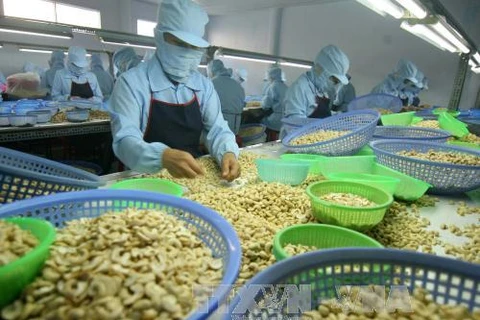 Le Vietnam vise 4 milliards de dollars d'exportation de noix de cajou en 2020
