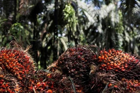 L’Inde réduit ses droits de douane sur l'huile de palme raffinée en provenance de l’ASEAN