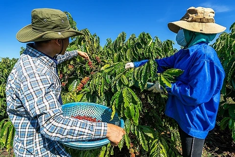 Le café vietnamien cherche à conquérir le marché mondial