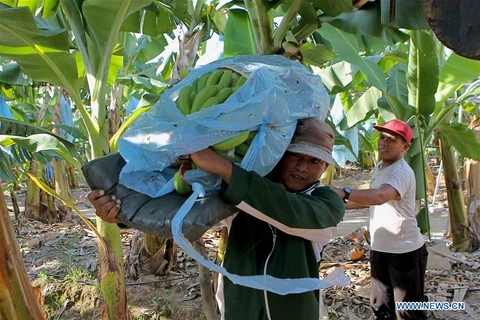 COVID-19 : Les producteurs de bananes des Philippines éprouvent des difficultés 