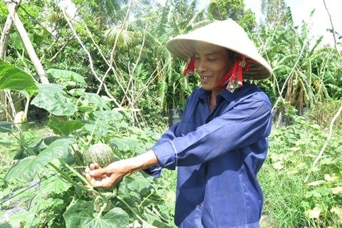 Hô Chi Minh-Ville compte 40 nouvelles entreprises agricoles
