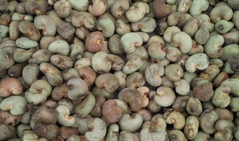 Les importations de noix de cajou brute montent en flèche