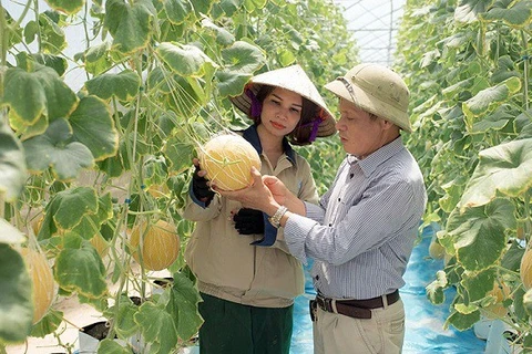 Hung Yên mise sur la restructuration agricole