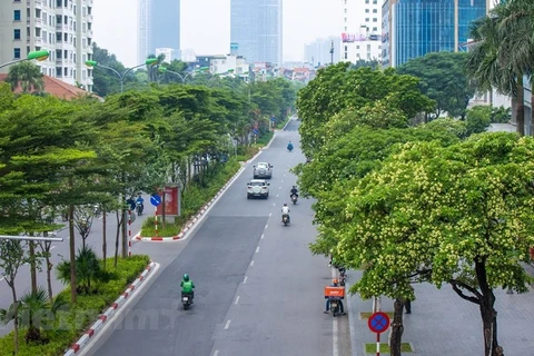 La fleur de lait, un des fleurs typiques de Hanoi, qui n’apparaît qu’en automne 