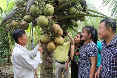 Les noix de coco frais de Tra Vinh exportés officiellement pour la première fois vers l’Australie