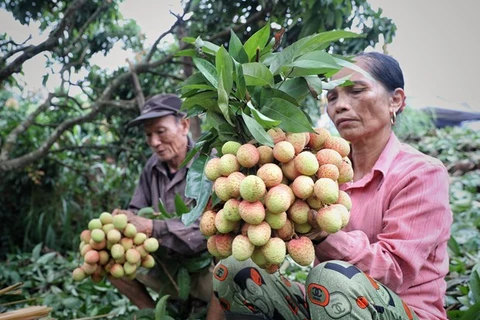 Bac Giang met l'accent sur le développement de produits agricoles clés