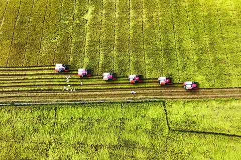 Une année sous les meilleurs auspices pour le riz vietnamien 