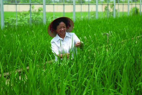 Nguyên Thi Trâm, la femme derrière les “moissons en or” des paysans 