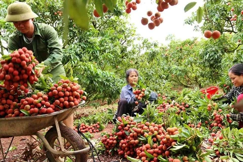 Bac Giang renforce la promotion de ses marques et produits agricoles