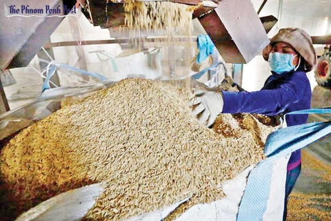 Le Cambodge voit ses exportations de riz diminuer ces 11 derniers mois