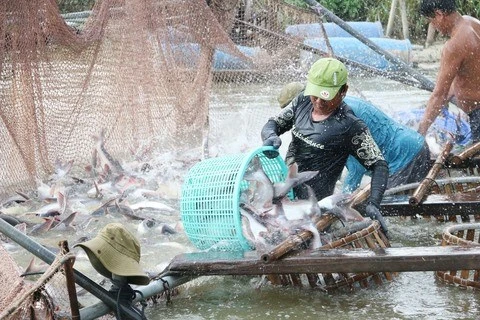 L’offre mondiale décroissante de la morue profite au pangasius vietnamien