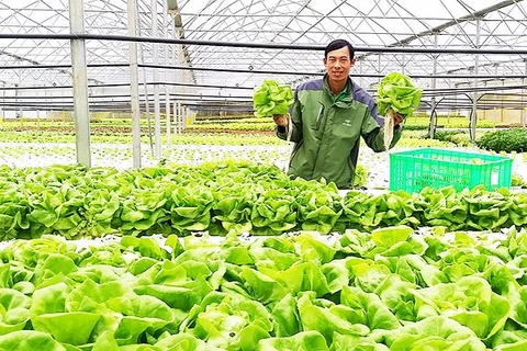 Exportation de légumes hydroponiques de Da Lat vers la République de Corée